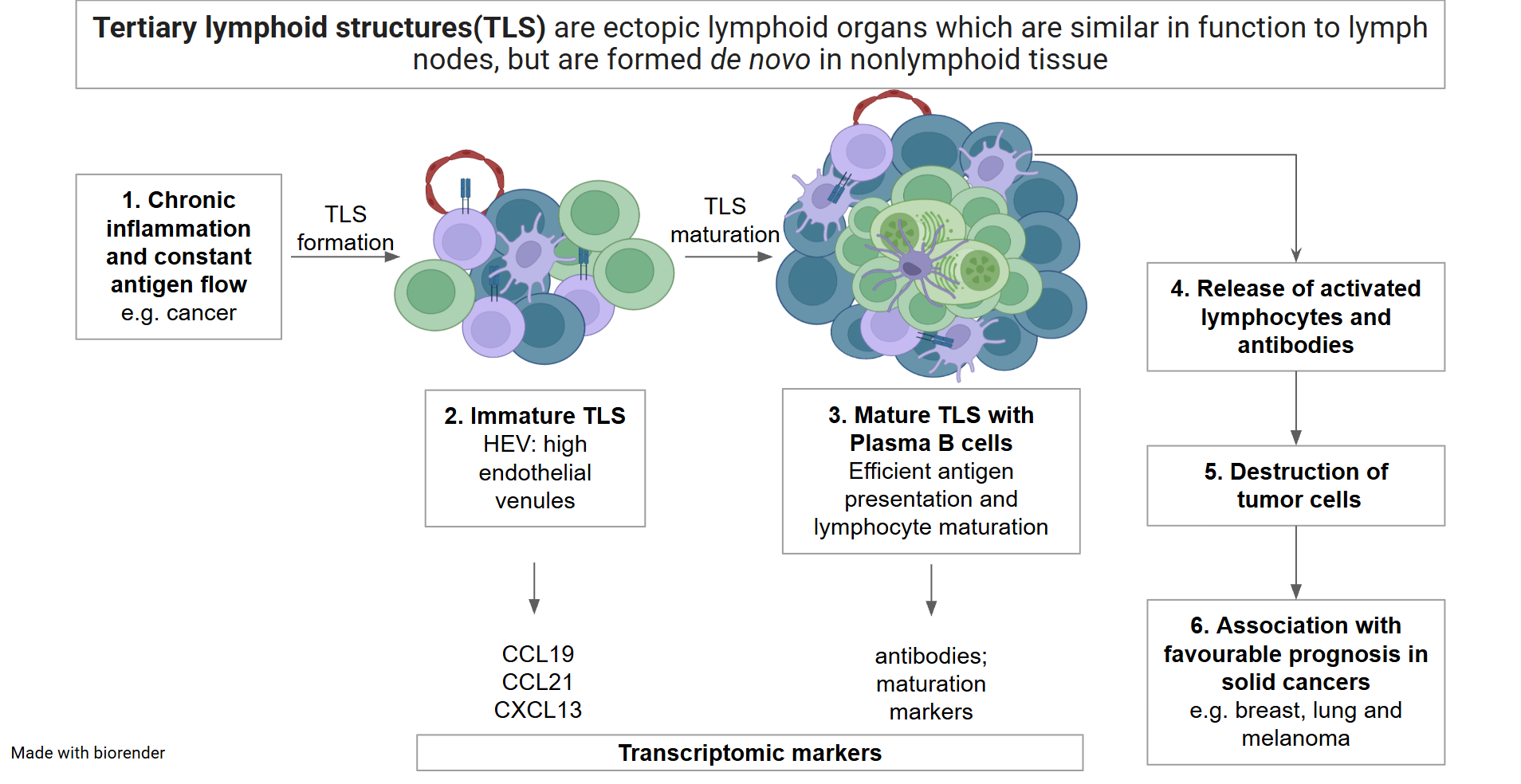 TLS formation and maturation, what they release, transcriptomic markers