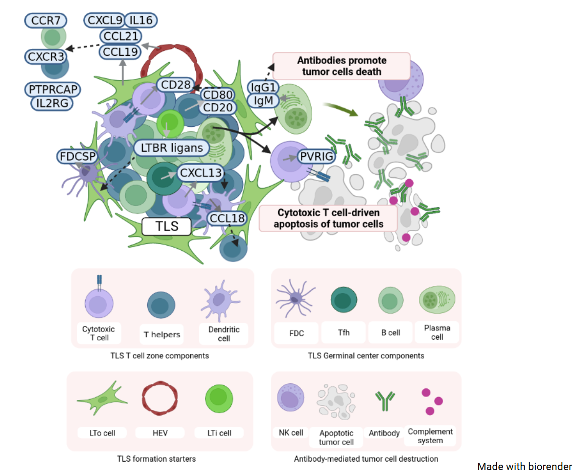 TLS cell types, signalling markers and the two ways TLS kill tumour cells